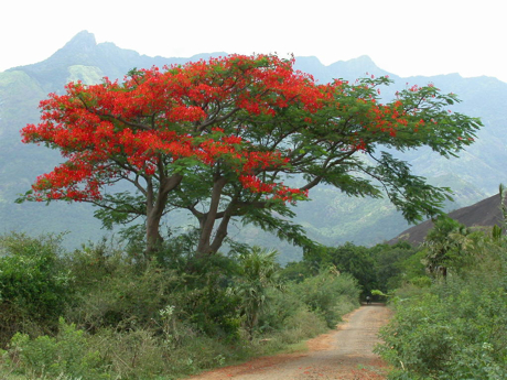 Fleurs cultivées : Poinsettia