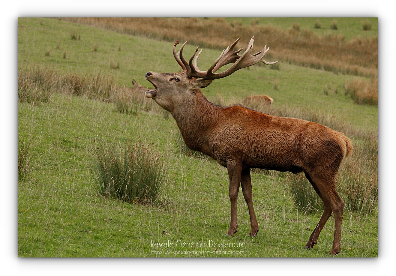 Avec l'Automne, le brame du Cerf...