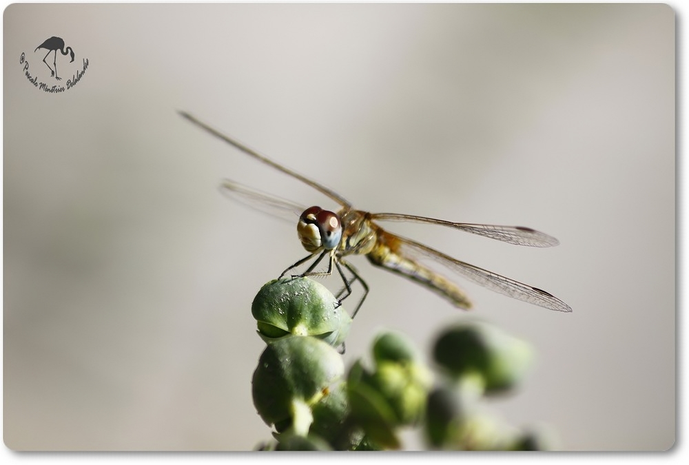 Sympetrum fonscolombii femelle ...