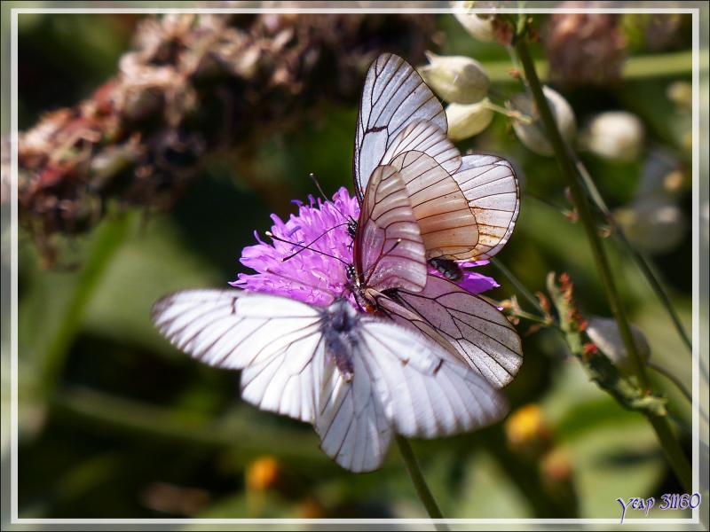 Papillon Gazé ou Piéride de l'aubépine (Aporia crataegi) - Varrados - Val d'Aran - Catalogne - Espagne