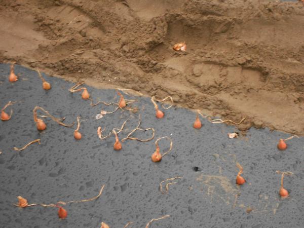 Courageux nos agriculteurs !