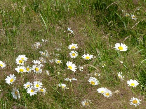 Fleurs du Champsaur (2)