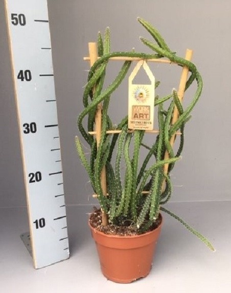 Fleurs cultivées :Selenicereus grandiflorus
