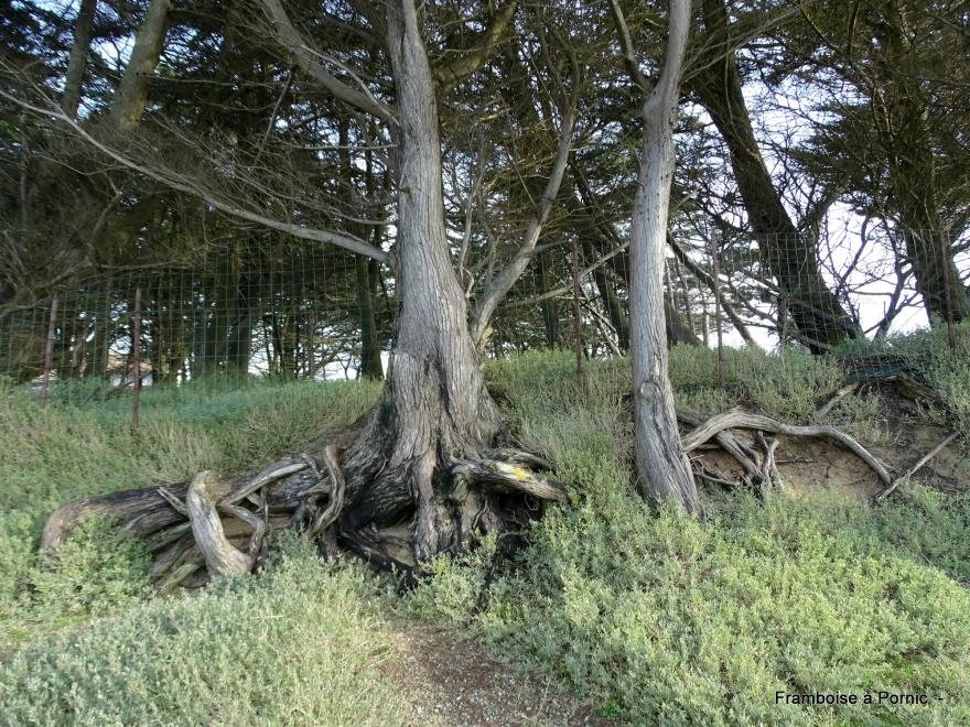 Sentier littoral La Plaine sur mer - 44 - 