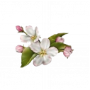 PNG VIRÁGOK