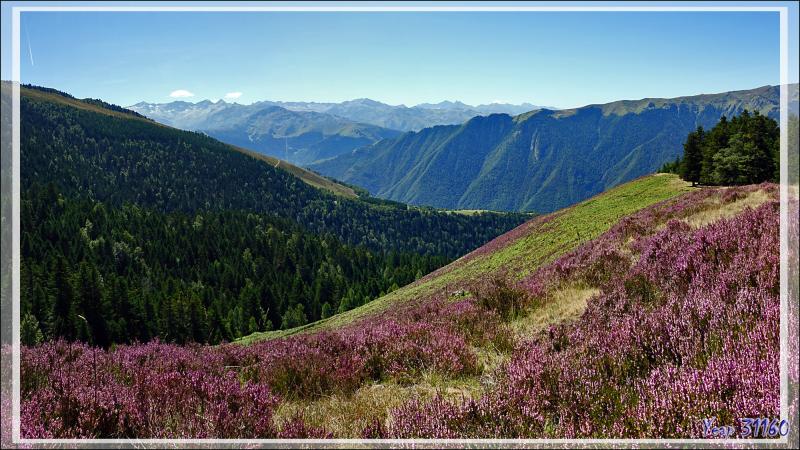 Bruyères en fleurs - Artigue - 31