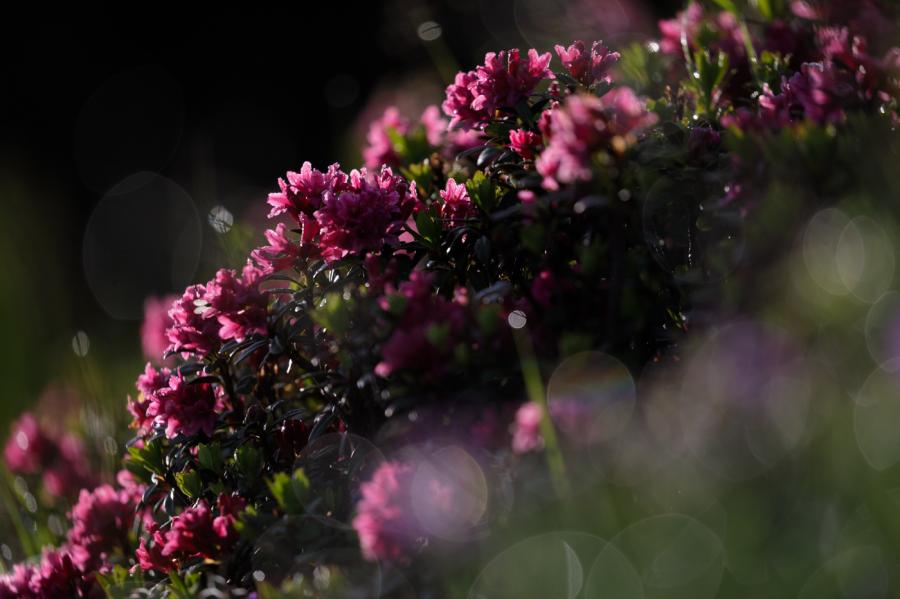 Rhododendron
