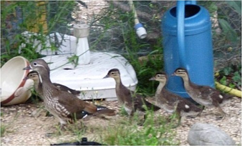 Nos mandarins le 18.06.2011