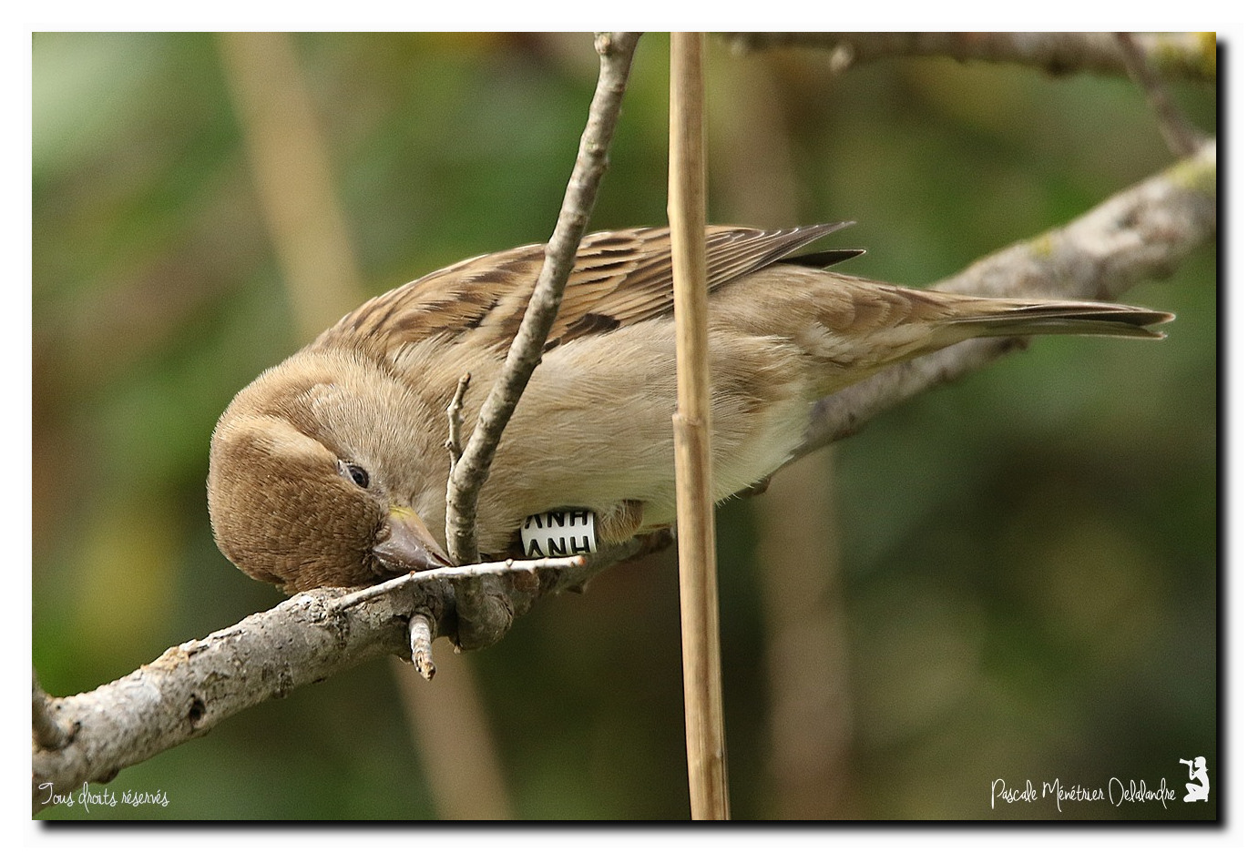Moineaux domestiques ♀
