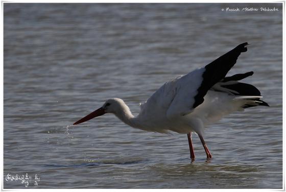 Cigogne blanche 