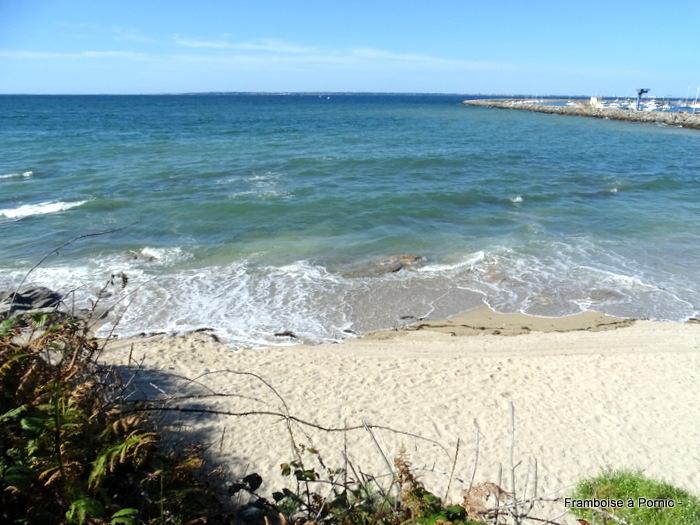 Oiseaux du bord de mer