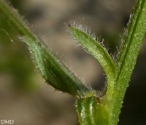 Vicia villosa subsp. varia  -  vesce bigarée