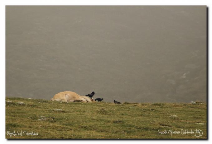 Vautour fauve
