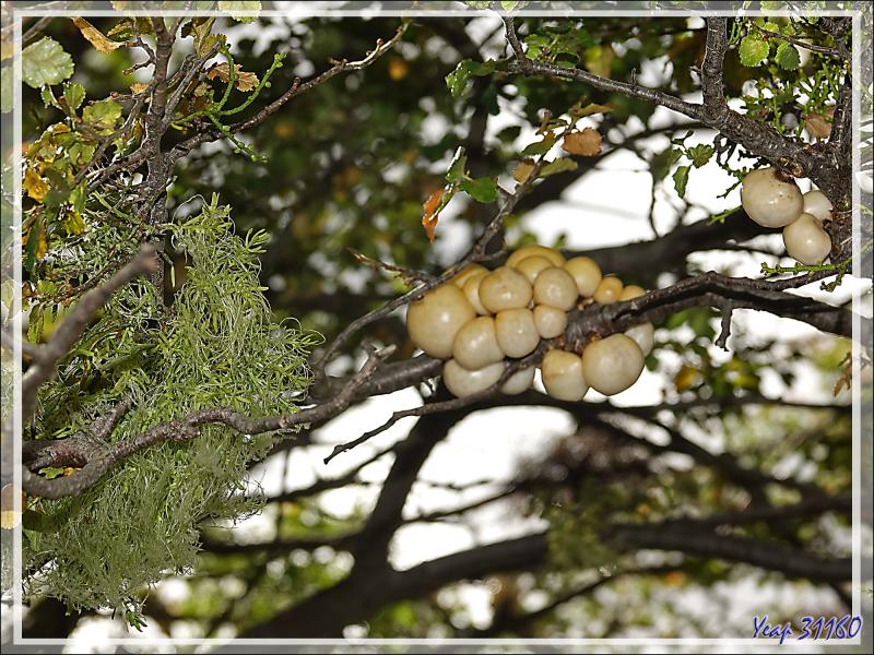 Champignon "Pan del indio" (Cyttaria darwinii ou Cyttaria hariotii, deux espèces très proches) - Lac Acigami - Lapataia - Terre de Feu - Argentine