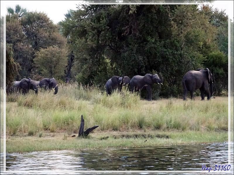 Il fait très sombre, on attend l'arrivée d'hypothétiques éléphants. Mais bientôt, ils émergent du noir de la forêt ! - Fleuve Zambèze - Zimbabwe