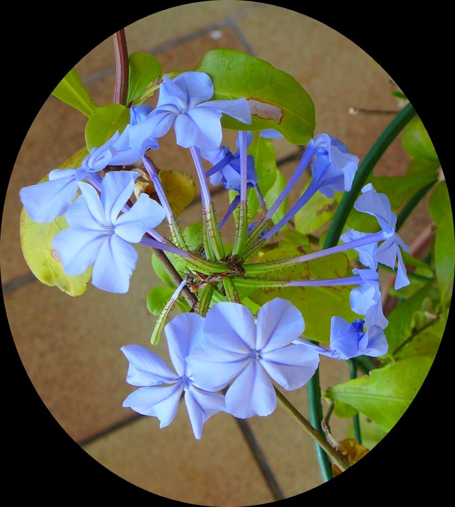 Connaissez vous le plumbago ?