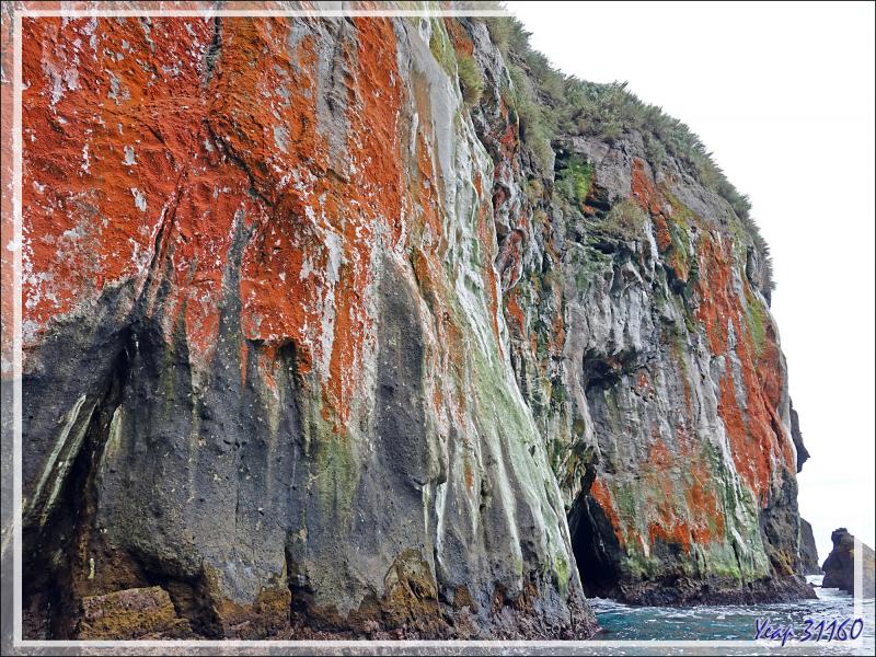 Au pays des merveilles : quand la nature fait dans l'abstrait - Nightingale Island - Tristan da Cunha
