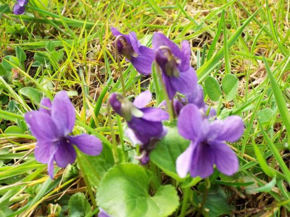 Secret de violettes...