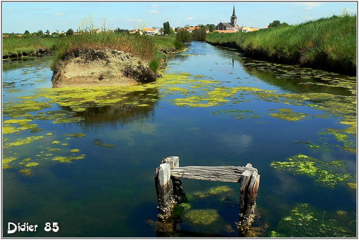 (85) Vendée - Ile d'Olonne (5) - Marais
