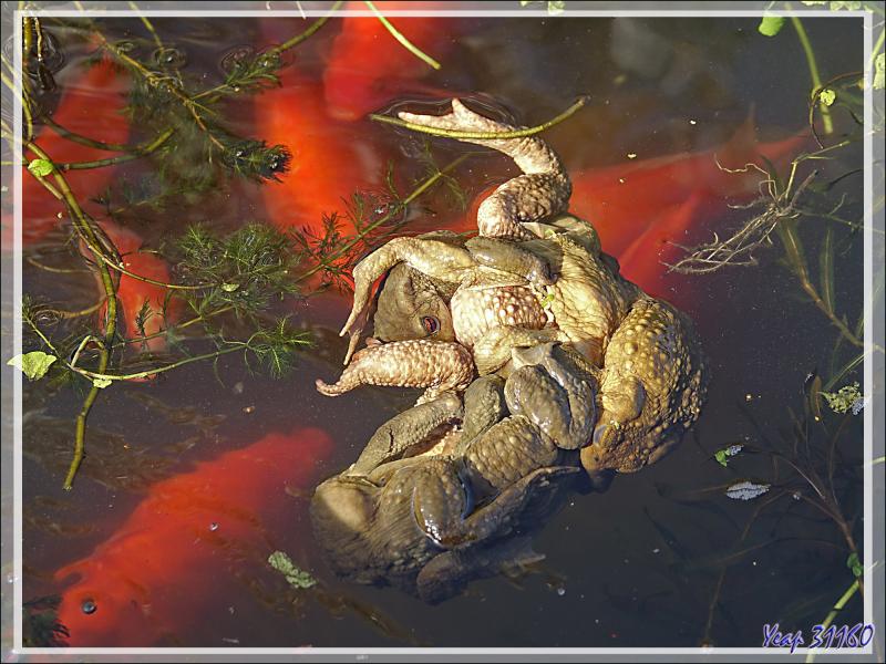 Parties de papattes en l'air chez les Crapauds communs (Bufo bufo) - Lartigau - Milhas - 31