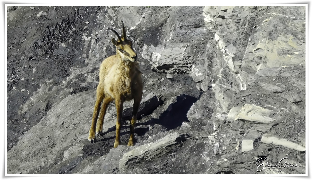 Un jour de rando .... La faune.