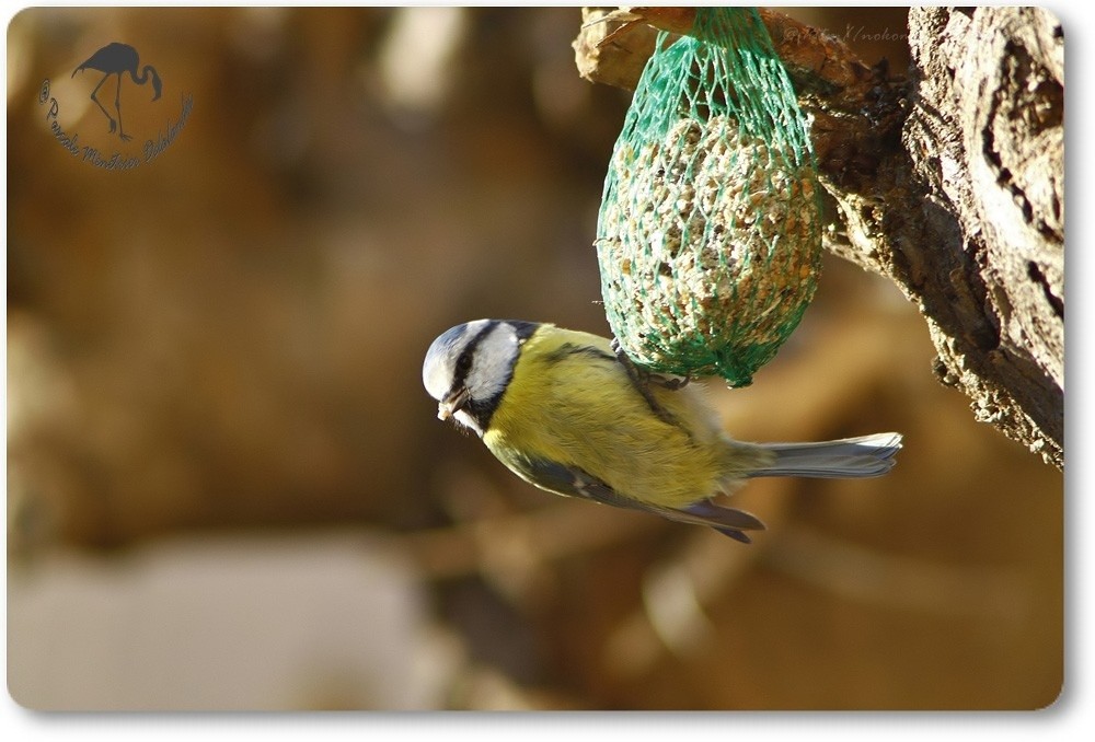 Mésange bleue équilibriste...