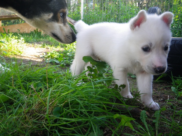 4 semaines: Les chiots et la meute