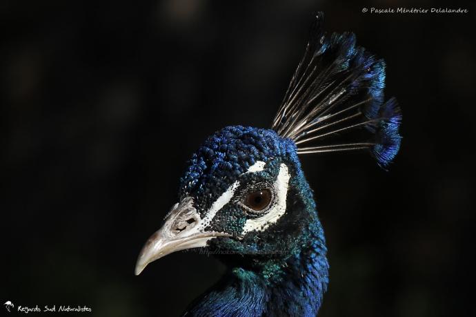 Paon - Le "Tamonster" - Tamron Objectif SP 150-600 mm F/5-6,3 Di VC USD