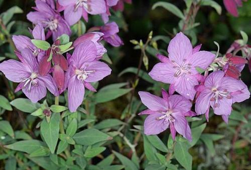 Fleurs cultivées : Epilobe