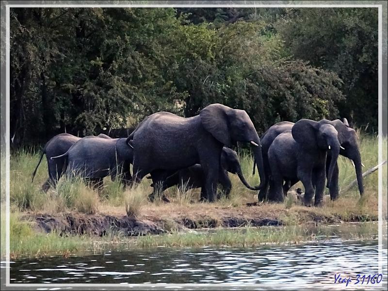 Il fait très sombre, on attend l'arrivée d'hypothétiques éléphants. Mais bientôt, ils émergent du noir de la forêt ! - Fleuve Zambèze - Zimbabwe