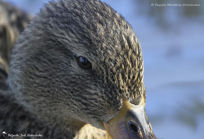 Canard colvert ♀