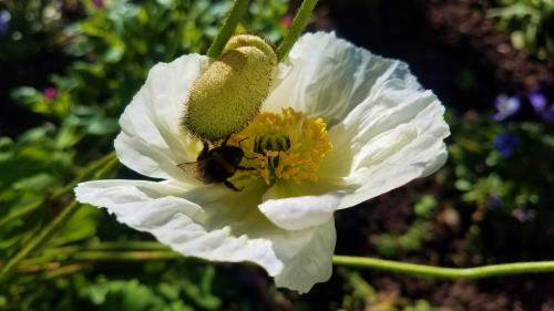 L'attente maternelle