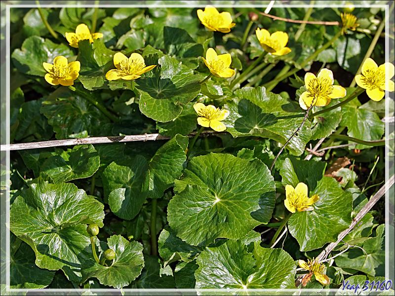 Populage des marais, Caltha des marais, Souci d'eau (Caltha palustris), Isopyre faux pigamon (Isopyrum thalictroides), Anémone des bois (Anemone nemorosa) - Prairie de Pédain - Lescun - 64