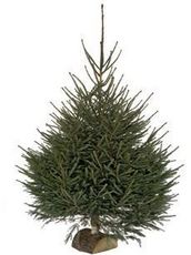 Collecte des sapins de Noël