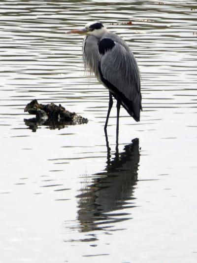 Randonnée autour du Parc de Rentilly en Seine-et-Marne
