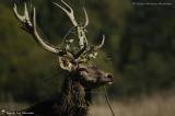 Cerfs et Biches elaphe