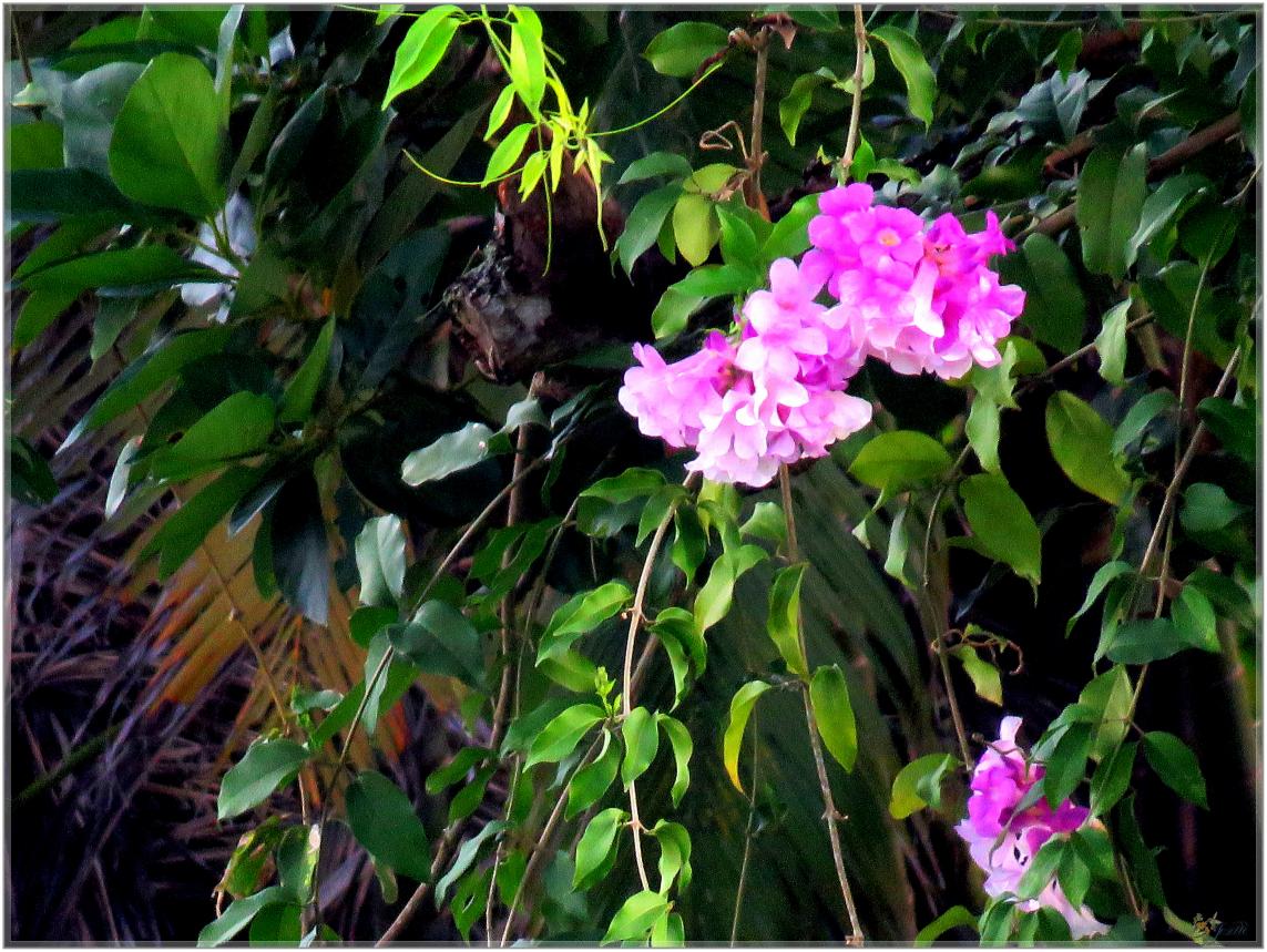 FLEURS  VENUS  D'AILLEURS 