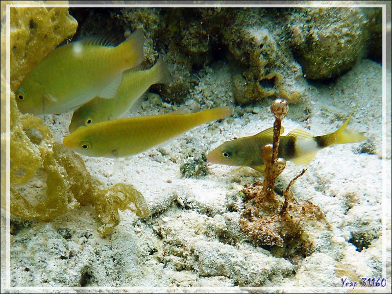 Microbialithe Hydrocoleum sp et juvéniles de Perroquets indéterminés et de Rouget à trois bandes - Jardin de Corail - Motu Tautau - Taha'a - Polynésie française