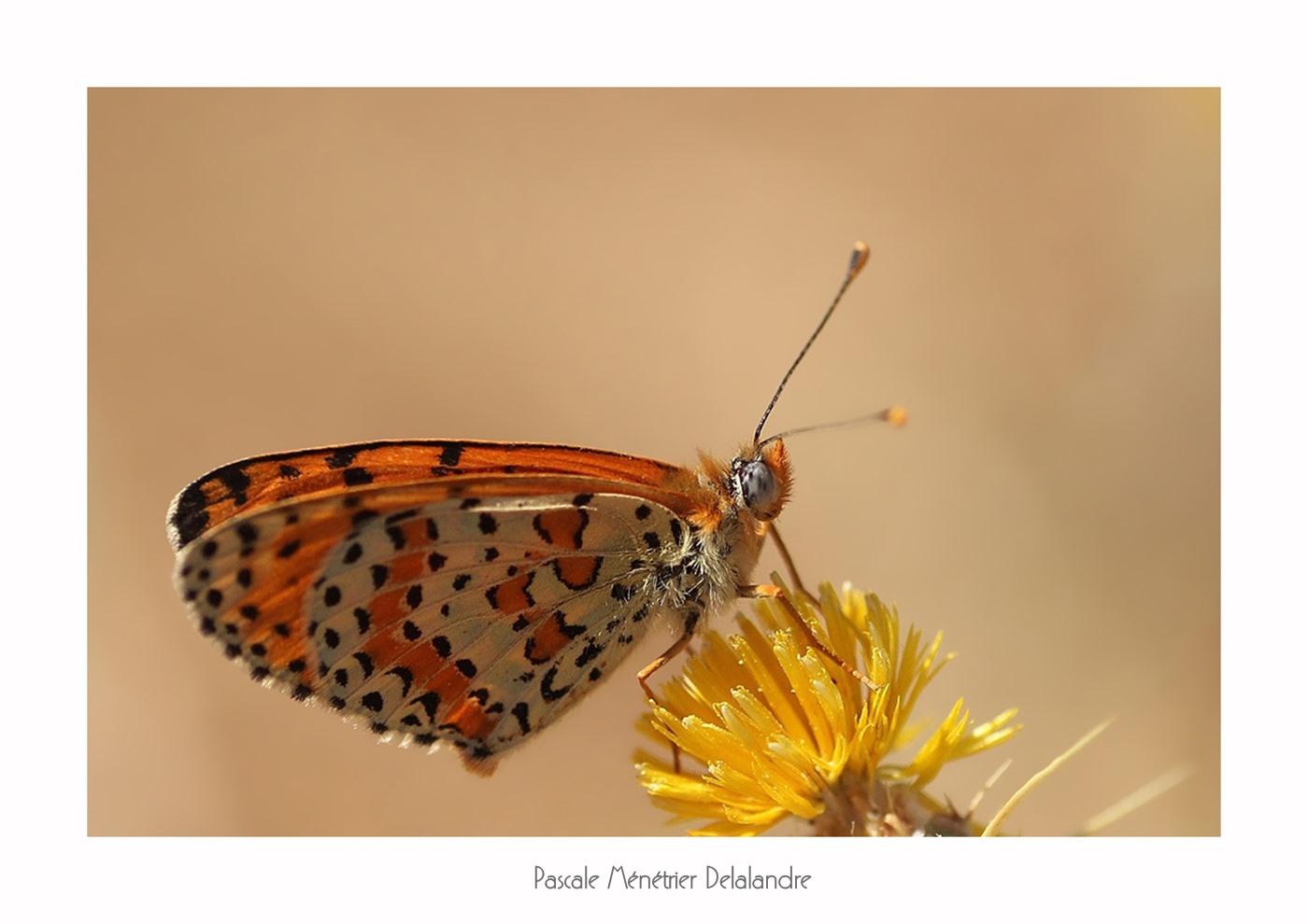 Mélitée orangée - Melitaea didyma