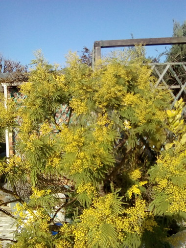 Les arbres et les buissons de ma terrasse (3)