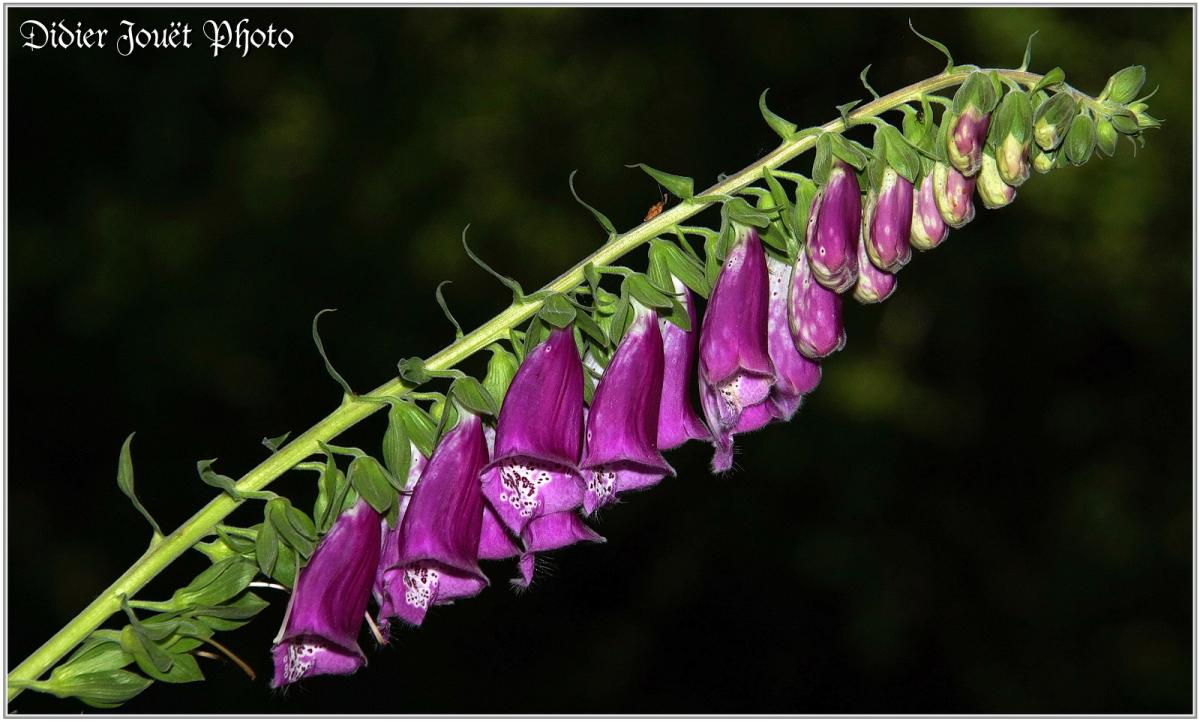 Digitale Pourpre (3) - Digitalis purpurea