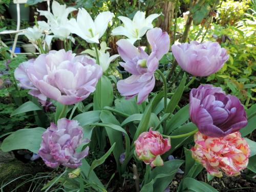 Portraits de tulipes