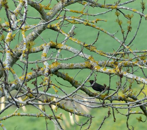 Cage naturelle :