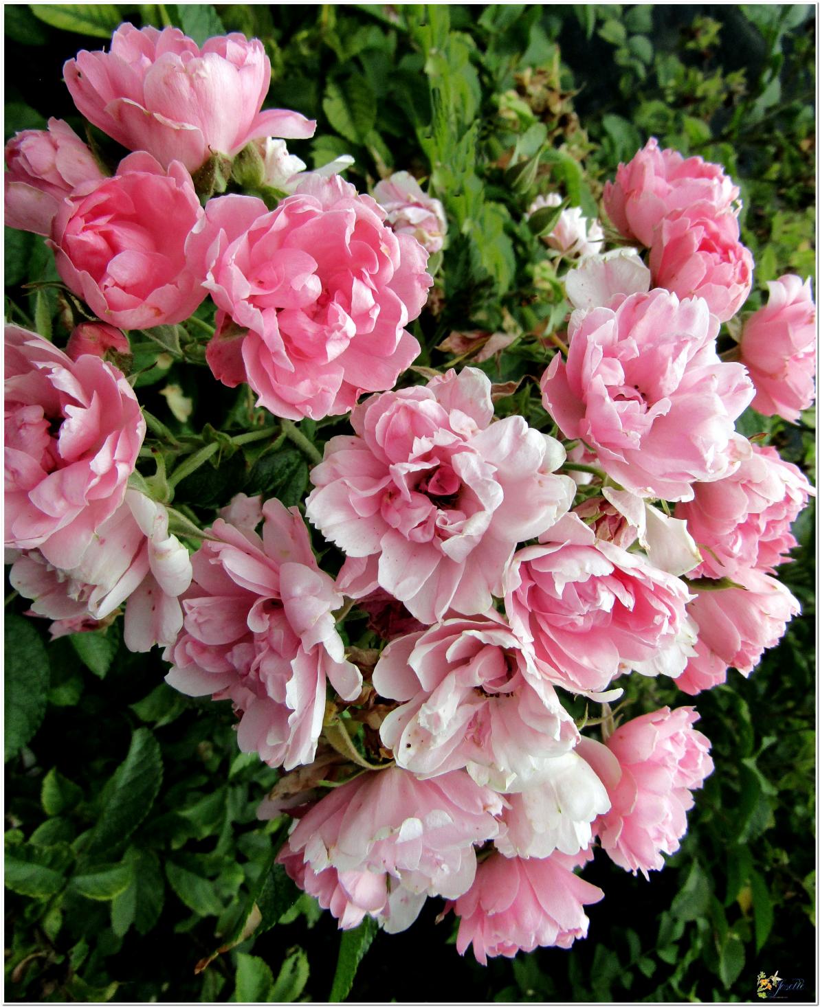 2024  LES ROSES DU JARDIN 
