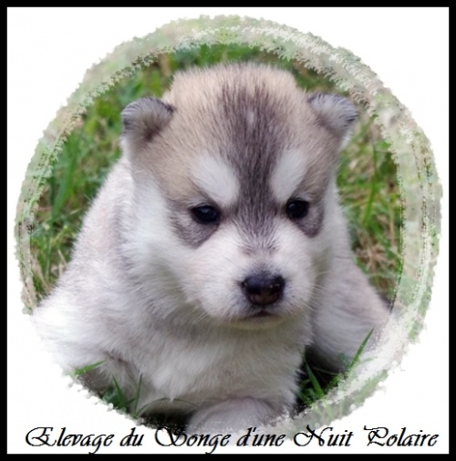 Chiot Husky Femelle 2 (19j)