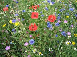 Portrait chinois fleurit