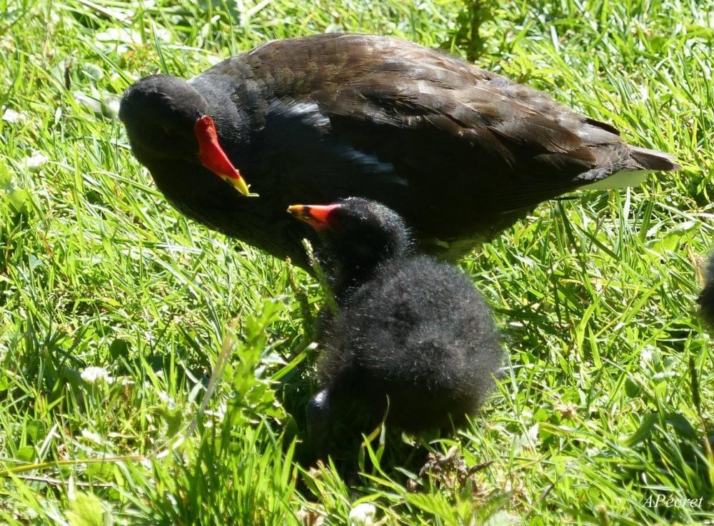 Je m'amuse avec mes photos 