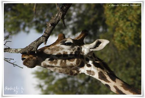 Girafe de Rothschild