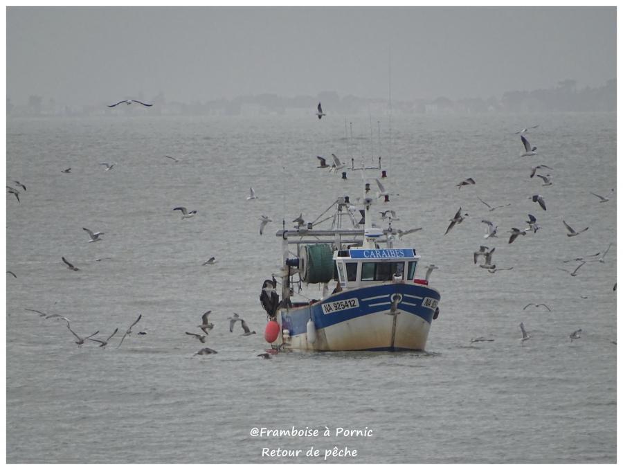 Pornic, retour de pêche