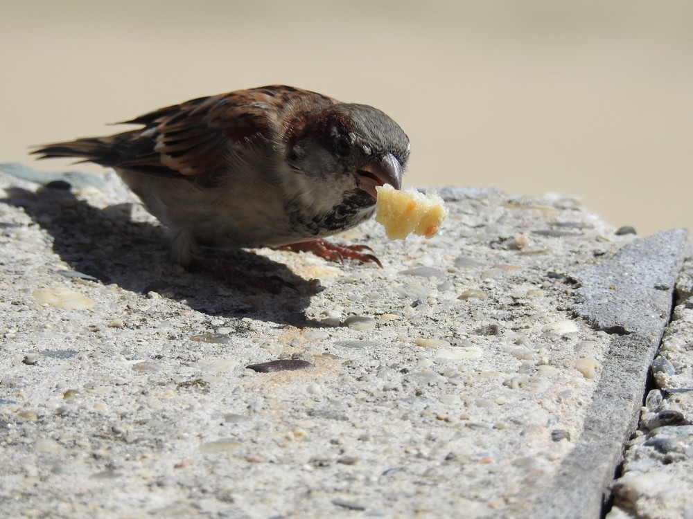 Quelques oiseaux en bord de mer...
